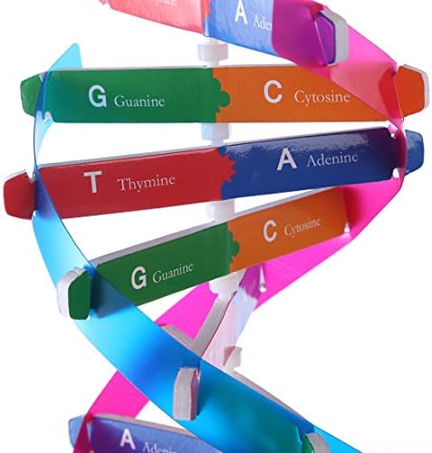 PeleusTech הגנים האנושיים DNA מודלים סליל כפול מדע פופולריזציה עזרי הוראה עבור ילדים מבוגרים - עם הוראות